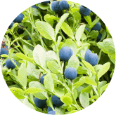 BILBERRY EXTRACT