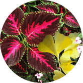 GINKGO BILOBA & COLEUS FORSKOHLII