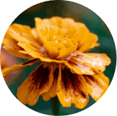 LUTEIN & ZEAXANTHIN (FROM MARIGOLD)